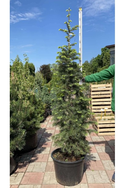 Ялиця одноколірна/каліфорнійська - ком-конт./вис.150-175см/Ø50-60см